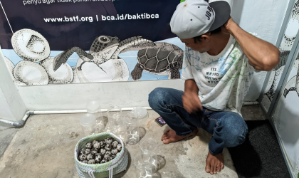 Menemukan Penyu Bertelur di Pantai Sobo