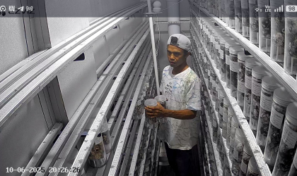 Menemukan Penyu Bertelur di Pantai Sobo