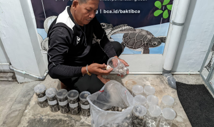 Menemukan Penyu Bertelur di Pantai Boom