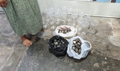 Menemukan Penyu Bertelur di Pantai Gareng
