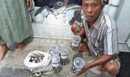 Menemukan Penyu Bertelur di Pantai Gareng