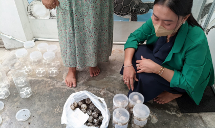 Menemukan Penyu Bertelur di Pantai Donosuko