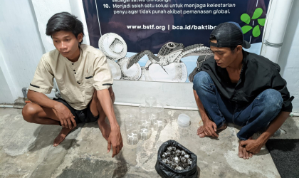Menemukan Penyu Bertelur di Pantai Pulau Santen