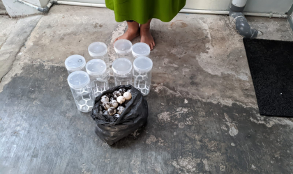 Menemukan Penyu Bertelur di Pantai Gareng