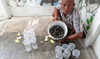 Menemukan Penyu Bertelur di Pantai Mirah