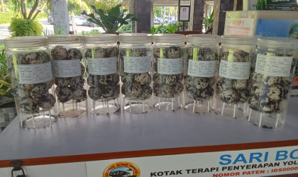 Menemukan Penyu Bertelur di Pantai Sobo