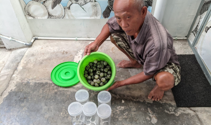 Menemukan Penyu Bertelur di Pantai Mirah