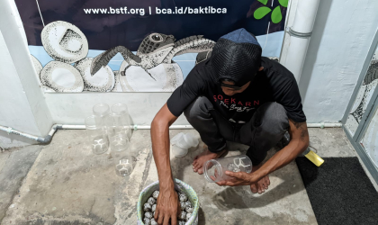 Menemukan Penyu Bertelur di Pantai Sobo
