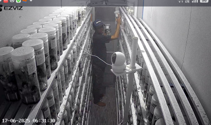 Menemukan Penyu Bertelur di Pantai Sobo