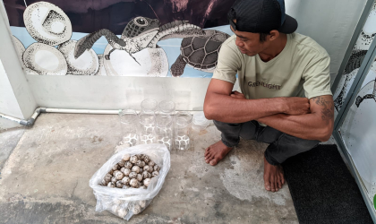 Menemukan Penyu Bertelur di Pantai Sobo