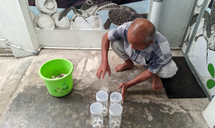 Menemukan Penyu Bertelur di Pantai Boom