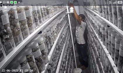 Menemukan Penyu Bertelur di Pantai Sobo