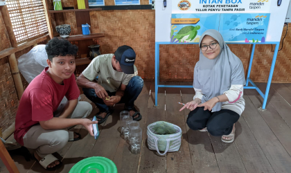 Menemukan Penyu Bertelur di Pantai Pulau Santen