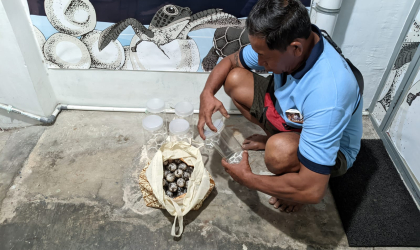 Menemukan Penyu Bertelur di Pantai Boom