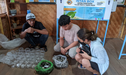 Menemukan Penyu Bertelur di Pantai Pulau Santen