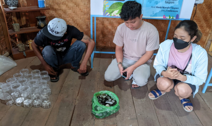 Menemukan Penyu Bertelur di Pantai Sobo