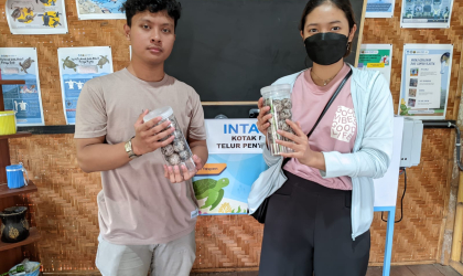 Menemukan Penyu Bertelur di Pantai Pulau Santen