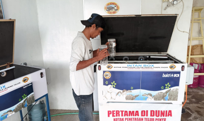 Menemukan Penyu Bertelur di Pantai Pulau Santen