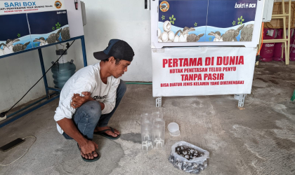 Menemukan Penyu Bertelur di Pantai Pulau Santen
