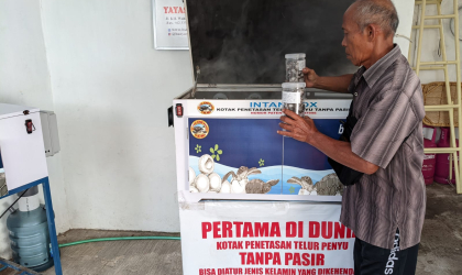 Menemukan Penyu Bertelur di Pantai Boom