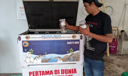 Menemukan Penyu Bertelur di Pantai Pulau Santen