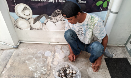 Menemukan Penyu Bertelur di Pantai Sobo