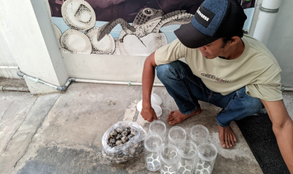 Menemukan Penyu Bertelur di Pantai Sobo