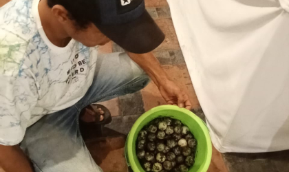 Menemukan Penyu Bertelur di Pantai Pulau Santen
