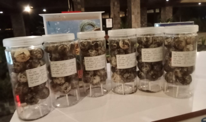 Menemukan Penyu Bertelur di Pantai Pulau Santen