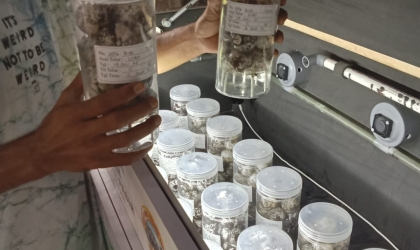 Menemukan Penyu Bertelur di Pantai Sobo