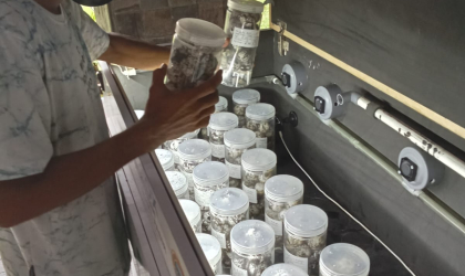 Menemukan Penyu Bertelur di Pantai Sobo