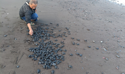 Pelepasliaran Tukik yang Dilakukan oleh Relawan BSTF