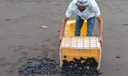 Pelepasliaran Tukik yang Dilakukan oleh Relawan BSTF