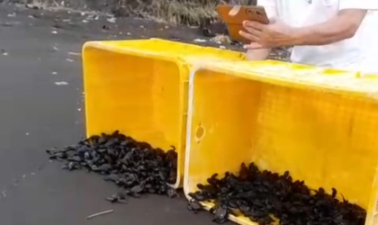 Pelepasliaran Tukik Bersama Suli