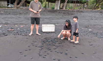 Pelepasliaran Tukik Bersama Gabe