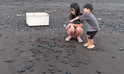 Pelepasliaran Tukik Bersama Gabe