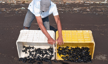 Pelepasliaran Tukik yang Dilakukan oleh Relawan BSTF