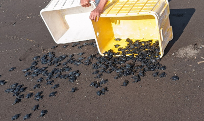 Pelepasliaran Tukik yang Dilakukan oleh Relawan BSTF