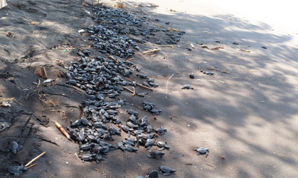 Pelepasliaran Tukik yang Dilakukan oleh Relawan BSTF