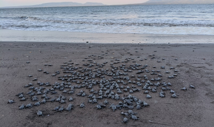Pelepasliaran Tukik yang Dilakukan oleh Relawan BSTF