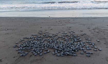 Pelepasliaran Tukik yang Dilakukan oleh Relawan BSTF