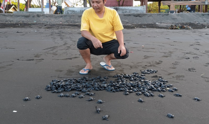 Pelepasliaran Tukik yang Dilakukan oleh Relawan BSTF