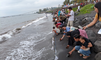 Pelepasliaran Tukik Bersama KIH