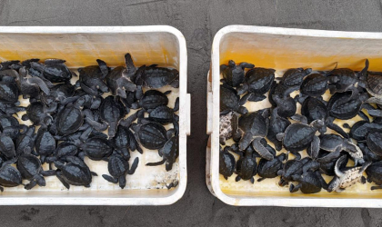 Pelepasliaran Tukik yang Dilakukan oleh Relawan BSTF