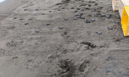 Pelepasliaran Tukik yang Dilakukan oleh Relawan BSTF