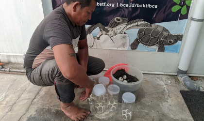 Menemukan Penyu Bertelur di Pantai Boom