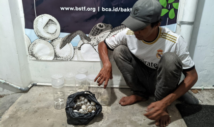 Menemukan Penyu Bertelur di Pantai Pulau Santen