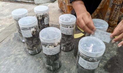 Menemukan Penyu Bertelur di Pantai Sobo