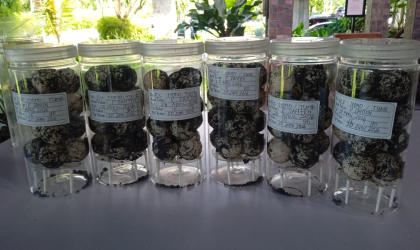 Menemukan Penyu Bertelur di Pantai Pulau Santen