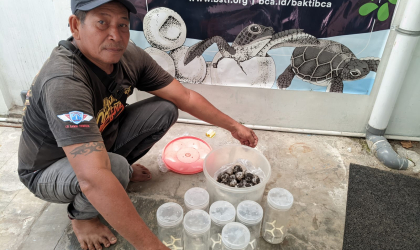 Menemukan Penyu Bertelur di Pantai Boom